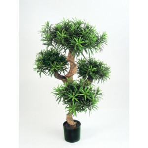 Arbre podocarpus semi naturel - Hauteur : 110 cm