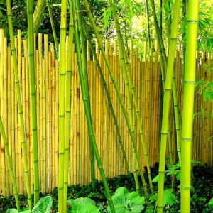 Clôture bambou - Classique - Sauvage - Kyoto - Dalaï