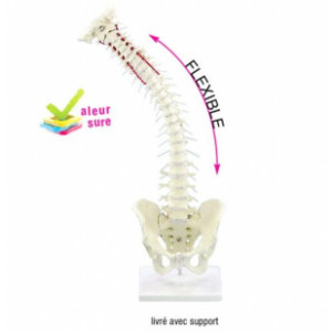 Colonne vertébrale flexible avec hernie discale et bassin - Colonne et bassin flexible