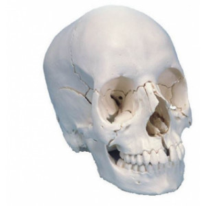 Crâne articulé 22 pièces teinte naturelle - Désarticule en 22 parties osseuses dans leur teinte naturelle