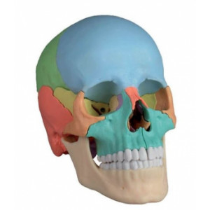 Crâne didactique couleur - En 22 parties aimantées