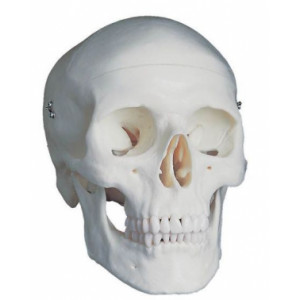 Crâne maquette - Démontable en 3 parties