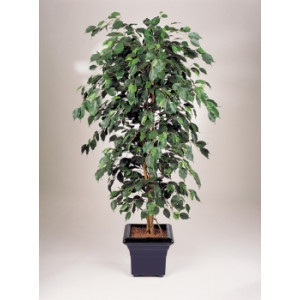 Ficus exotique artificiel - Hauteur : 150 cm