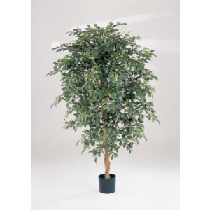 Ficus folia artificiel - Hauteur : 162 cm