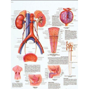 Planche anatomique de l'appareil urinaire - Format compact, couleur brillante