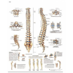 Planche anatomique de la colonne vertébrale - Planche anatomique d'un contenu scientifique exact