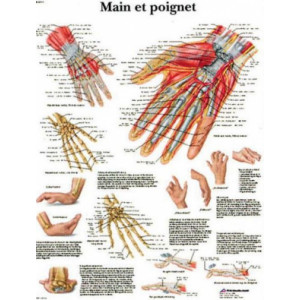 Planche anatomique de la main et du poignet - planche anatomique