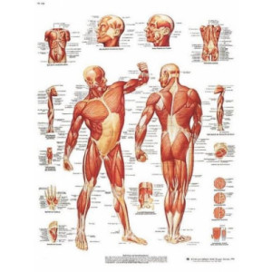 Planche anatomique de la musculature humaine - Idéal pour l'éducation du patient et à la démonstration