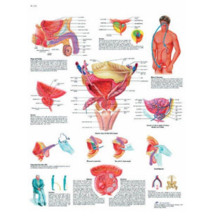 Planche anatomique de la prostate - Contenu scientifique exact