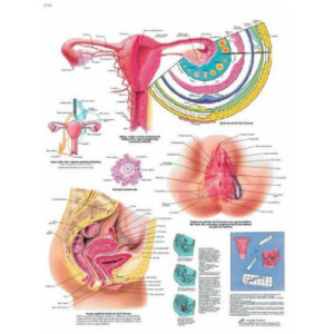 Planche anatomique des organes génitaux féminins - Contenu scientifique exact