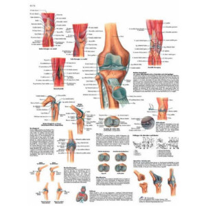 Planche anatomique du genou - Contenu scientifique exact