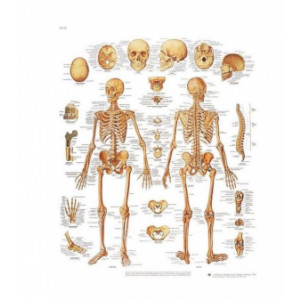 Planche anatomique du squelette humain - Contenu scientifique exact
