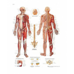 Planche anatomique du système nerveux - Construction robuste, contenu scientifique exact
