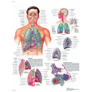Planche anatomique du système respiratoire - Contenu scientifique exact