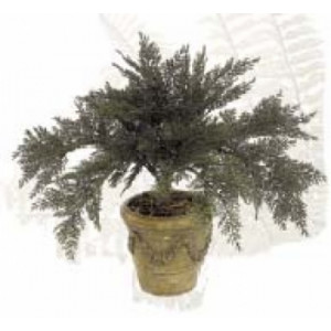 Plante d'extérieur juniperus - Traitée anti-UV - plus d'arrosage