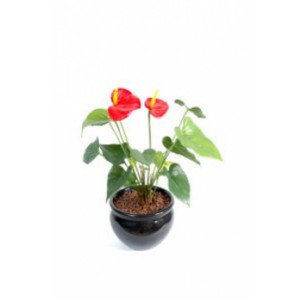 Plante fleurie artificielle anthurium - Hauteur : 75 cm