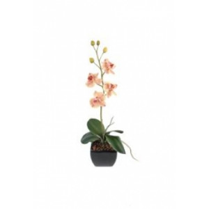 Plante fleurie phalaenopsis small - Hauteur :  35 cm