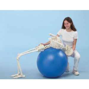 Squelette flexible 1m70 - Squelette flexible 1m70