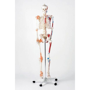 Squelette Norbert insertion et muscles - Squelette norbert 1m70