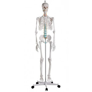 Squelette standard 1m70 - Maquette squelette standard