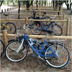 Support vélo tout bois - Longueur : 2000 mm - Hauteur : 800 mm  - A sceller