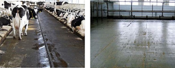 Tapis de circulation Karera pour vaches salles de traite et aires d'exercices  - 27792341-142189468.jpg