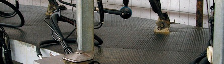 Tapis de circulation Karera pour vaches salles de traite et aires d'exercices  - 27792341-915875541.jpg