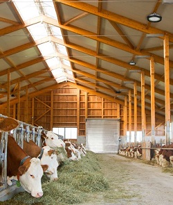 Projecteur LED pour halle 120 – 135 lm/W  - 41237153-848719175.jpg