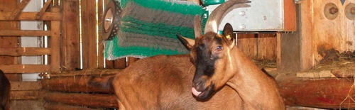 Brosse SCHURR automatique pour chèvres 370 W  - 43874742-762957637.jpg