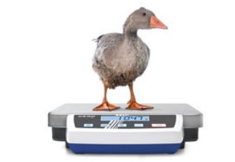 Pesée d‘animaux