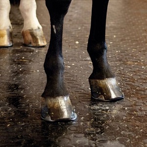 Tapis Belmondo® en caoutchouc pour chevaux  - 72631775-815582685.jpg