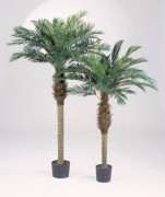 Arbre phoenix palm