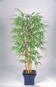 Bambou semi naturel - Hauteur : 210 cm