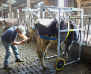 Cage de parage à roulettes pour vache laitière