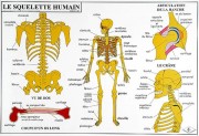 Carte du corps humain 
