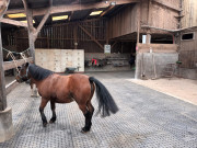 Dalle PVC élevage, equestre