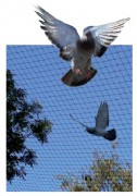 Filet de protection anti-pigeons 