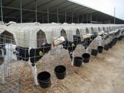 Abri pour veau individuel - Dim. L220 x l122 x H138 cm - HDPE