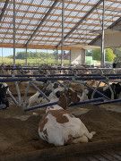Logette à laitière profonde