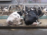 Matelas de couchage pour vaches