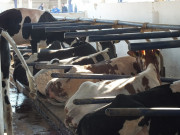 Matelas élastique pour bovin