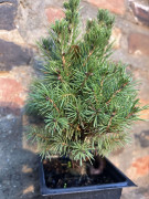 Mini sapin de Noël Epicéa - 10/30 cm - Replantable