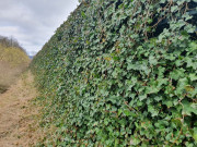 Mur anti feu végétal