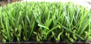 Pelouse dernière génération sans remplissage
