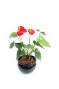 Plante fleurie anthurium - Hauteur : 45 cm