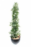 Plante fleurie jasmin - Hauteur : 150 cm