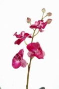 Plante fleurie phalaenopsis artificielle - Hauteur : 35 cm