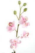 Plante fleurie phalaenopsis semi naturelle - Hauteur: 35 cm