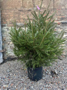 Sapin de Noël Epicéa en pot - de 80 à 200 cm - Port conique