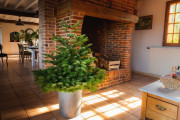 Sapin de Noël Nordmann en pot - de 40 à 175 cm